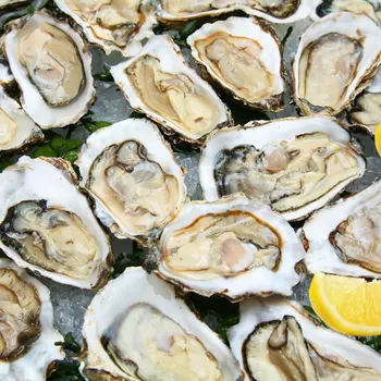 Fresh Oysters